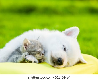 White Swiss Shepherd`s Puppy And Small Kitten Sleeping Together