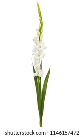 White Sword Lily Flowers Isolated On White