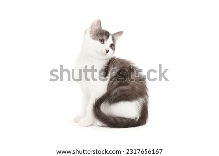white and tabby kitten on white background