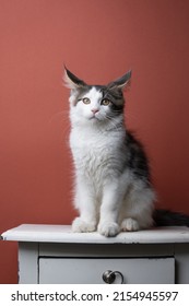 white tabby maine coon kitten sitting on drawer folding back ears on red brown background