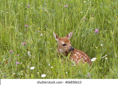 White tail deer baby resting in a meadow of wildflowers
