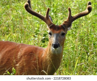 White Tail Deer Buck with velvet antlers