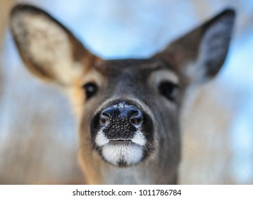 deer nose