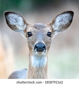 White Tail Deer Doe Looking At The Camera
