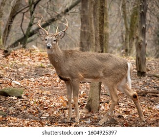 White tail deer eight point buck Caldwell New Jersey