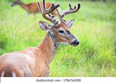 White Tail Deer In Field