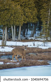 A white tail deer looking at the camera by cedar trees and creek in winter snow