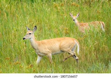 White Tail Deer Mom Fawn Grass Stock Photo 1807156657 