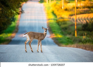 White Tail Deer (odocoileus Virginianus) Young Female Standing In The Middle Of A Wisconsin Road In September