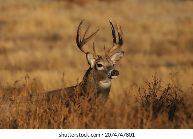 White Tail Deer In Rocky Mountain Arsenal 