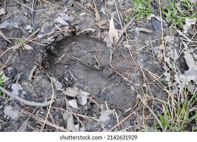 3,415 Animal footprint mud Images, Stock Photos & Vectors | Shutterstock