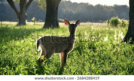 white tail deer in the trees