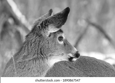 White Tail Deer In Winter Black And White Picture