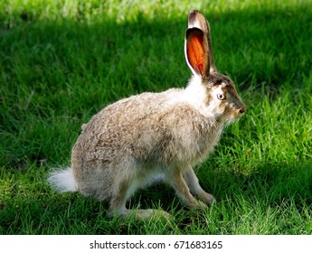 White Tail Jackrabbit