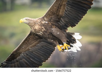 White Tail Sea Eagles On The Hunt On The Isle Of Mull In Scotland 