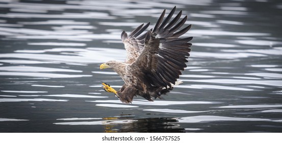 White Tail Sea Eagles On The Hunt On The Isle Of Mull In Scotland 