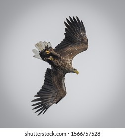 White Tail Sea Eagles On The Hunt On The Isle Of Mull In Scotland 