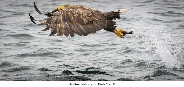 White Tail Sea Eagles On The Hunt On The Isle Of Mull In Scotland 