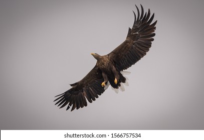 White Tail Sea Eagles On The Hunt On The Isle Of Mull In Scotland 