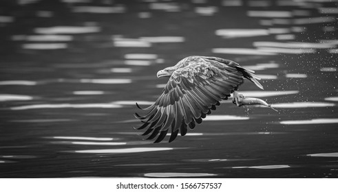 White Tail Sea Eagles On The Hunt On The Isle Of Mull In Scotland 