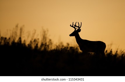 White Tailed Buck Deer Stag Silhouette; Midwestern Deer Hunting, Midwest Whitetails