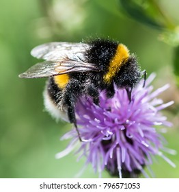 White Tailed Bumble Bee. UK