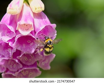 A white tailed bumblebee (Bombus lucorum) landing on a pink foxglove (	Digitalis purpurea) plant in a garden. 