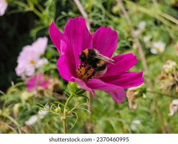 White Tailed Bumblebee on a Puple Cosmos Bipinnatus Flower Blossom 