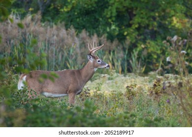 478 White Tailed Deer Bucks Fighting Images, Stock Photos & Vectors ...