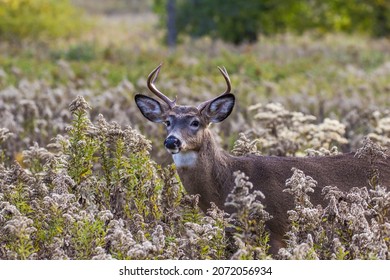 white tailed deer in autumn