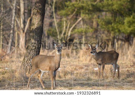 White Tailed Deer being Curious on a Beautiful Sunny Spring Afternoon