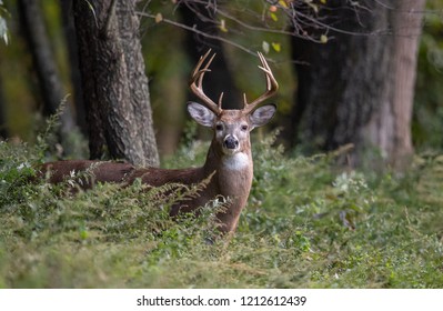 White Tailed Deer Buck 