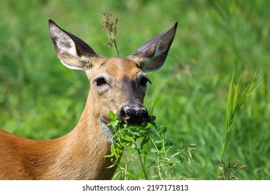 White Tailed Deer Eating Mouth Full Of Grass In A Field