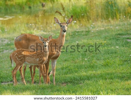 white tailed deer family with twin fawns