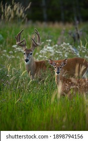 White Tailed Deer Fawn And Buck Standing In Grass Field