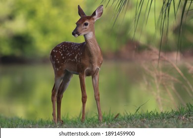 White tailed deer fawn by a lagoon - Shutterstock ID 1891459900