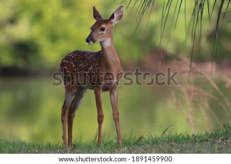 White tailed deer fawn by a lagoon