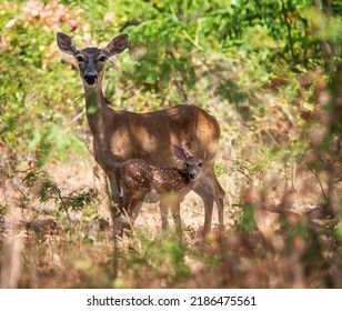 White Tailed Deer, Fawn And Mother, Hiding In The Woods On A Hot Summer Day In Texas