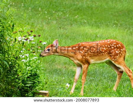 White tailed deer fawn nibbling daisy flowers in late summer garden
