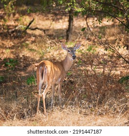 White Tailed Deer, Female Doe, Hiding In The Woods On A Hot Summer Day In Texas