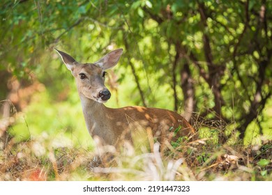 White Tailed Deer, Female Doe, Hiding In The Woods On A Hot Summer Day In Texas. Closeup.