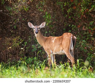 White Tailed Deer, Female Doe, In The Woods On A Hot Summer Day In Texas