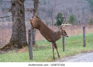 Tucker: Politizirano gender ludilo u Americi uništava mlade - Page 6 White-tailed-deer-jumping-fence-260nw-1258757326