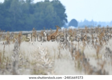 Similar – Reh Rehwild Rehe Rehkitz