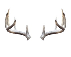 White Tailed Deer (Odocoileus Virginianus) Antler Rack Isolated On A White Background