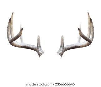 White Tailed Deer (Odocoileus virginianus) Antler Rack Isolated on a White Background