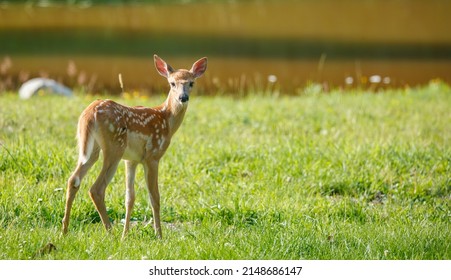 white tailed deer spring fawn - Shutterstock ID 2148686147