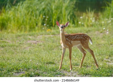 White Tailed Deer Spring Fawn