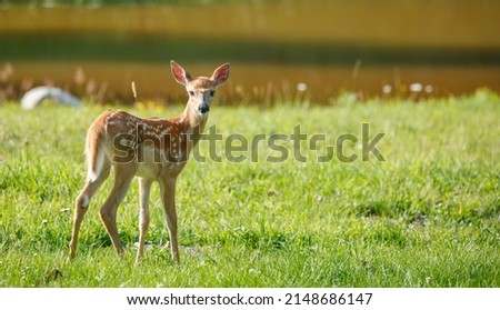 white tailed deer spring fawn