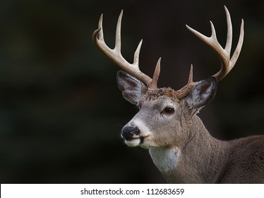 White Tailed Deer, Ten Point Buck, Portrait Isolated On A Dark Natural Background; White Tail / White-tail / Whitetailed / Whitetail / White-tailed